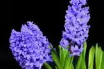 hyacinth, flowers, inflorescence