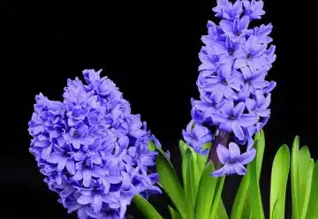 hyacinth, flowers, inflorescence