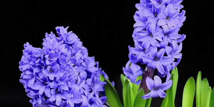 hyacinth, flowers, inflorescence
