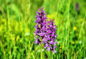 beautiful flowers, flower background, flower wallpaper