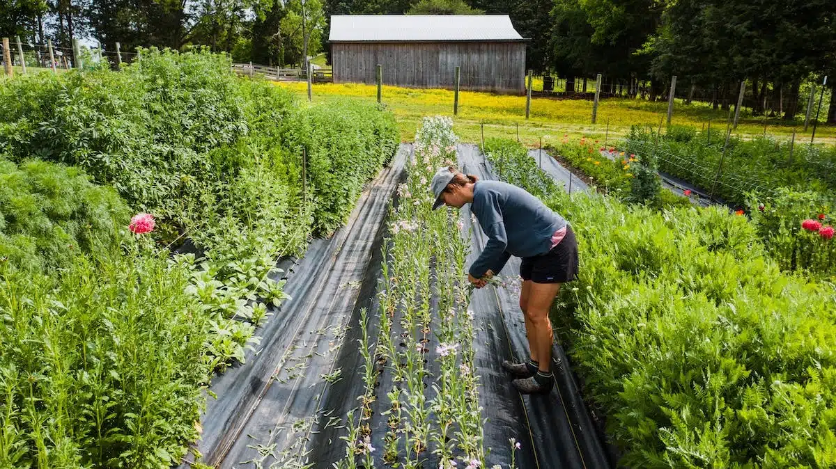 potager biodiversité