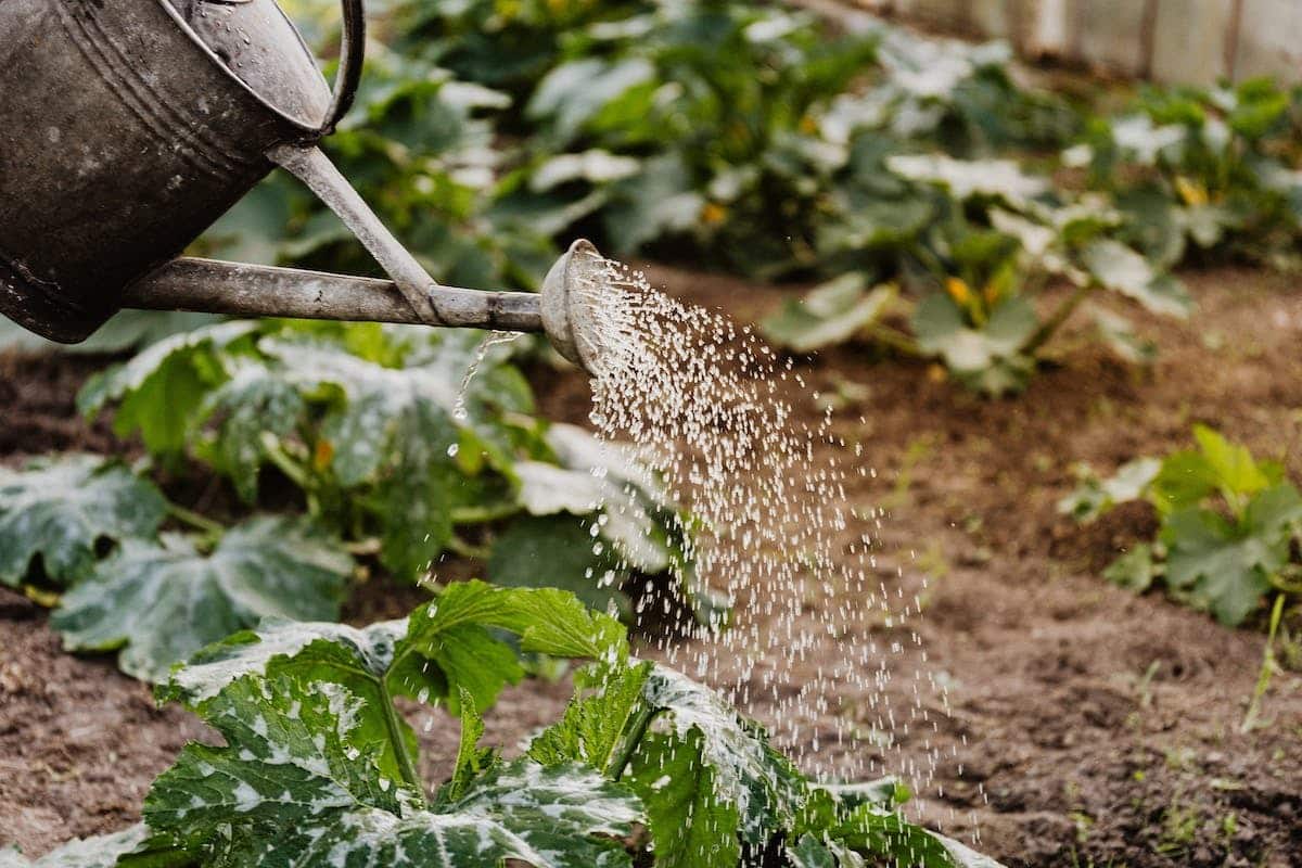 arrosage jardin