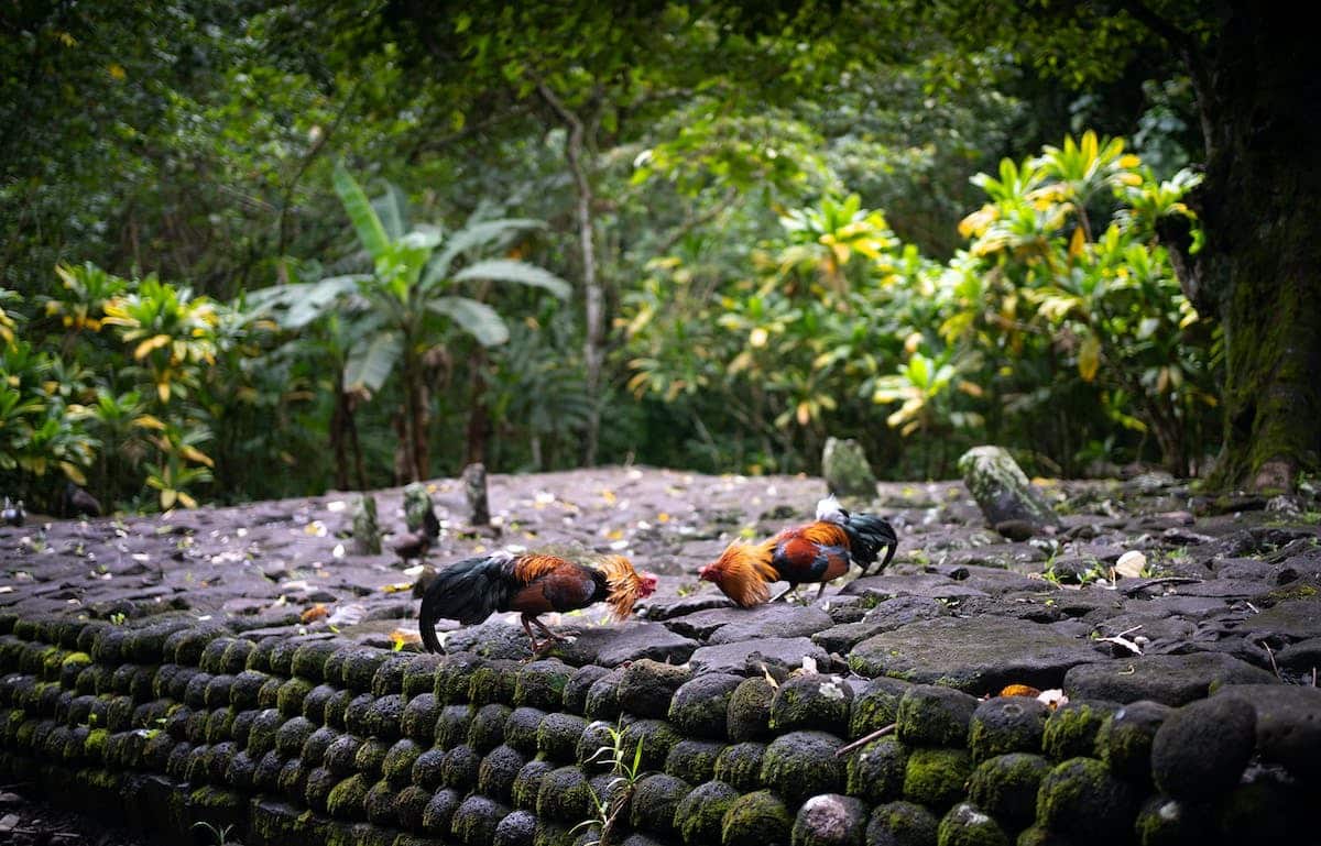 jardin biodiversité