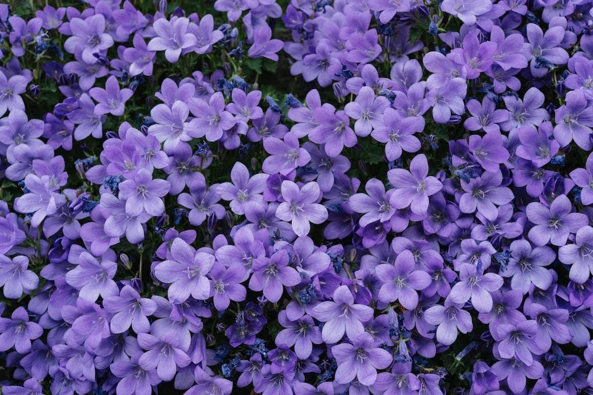 fleurs vivaces