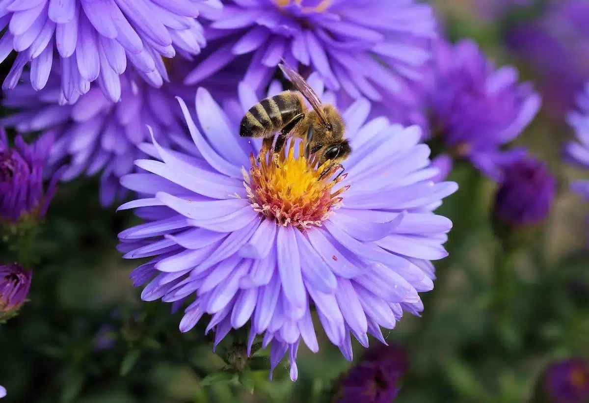 abeille  fleurs