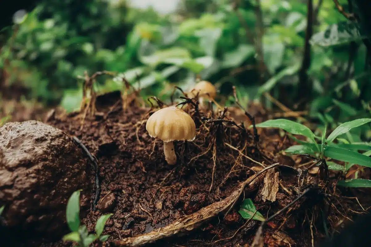 potager  fertilité