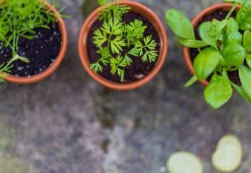 Quelles plantes aromatiques mettre dans son carré potager ?