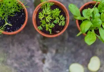 Quelles plantes aromatiques mettre dans son carré potager ?