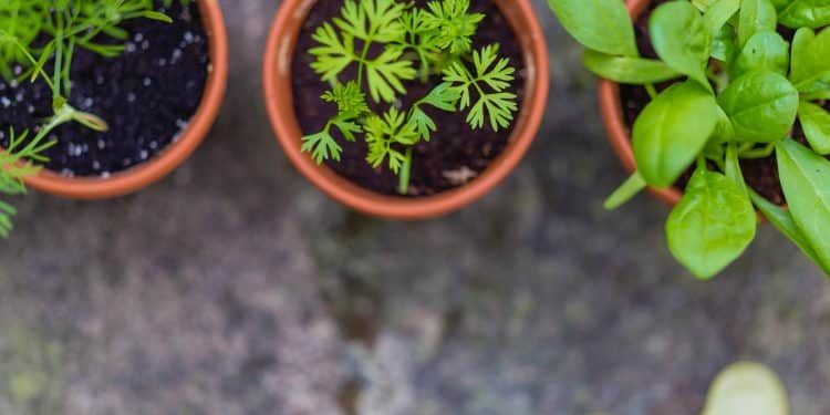 Quelles plantes aromatiques mettre dans son carré potager ?