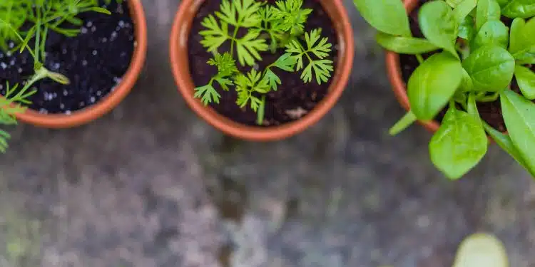 Quelles plantes aromatiques mettre dans son carré potager ?