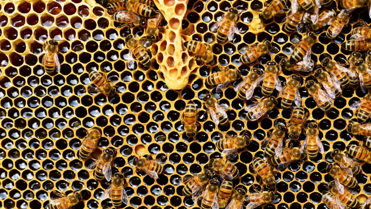 Désinsectisation : comment l'expert élimine les insectes ?