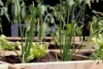 carré potager