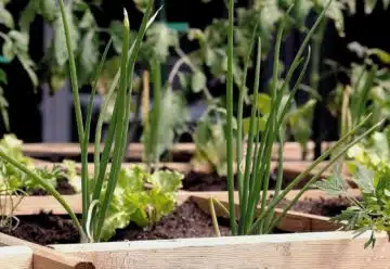 carré potager