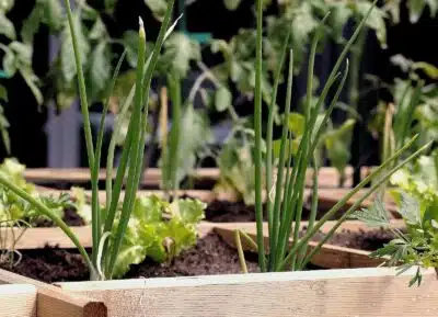 carré potager
