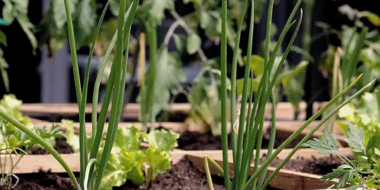 carré potager