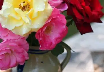 assorted-color flowers in vase