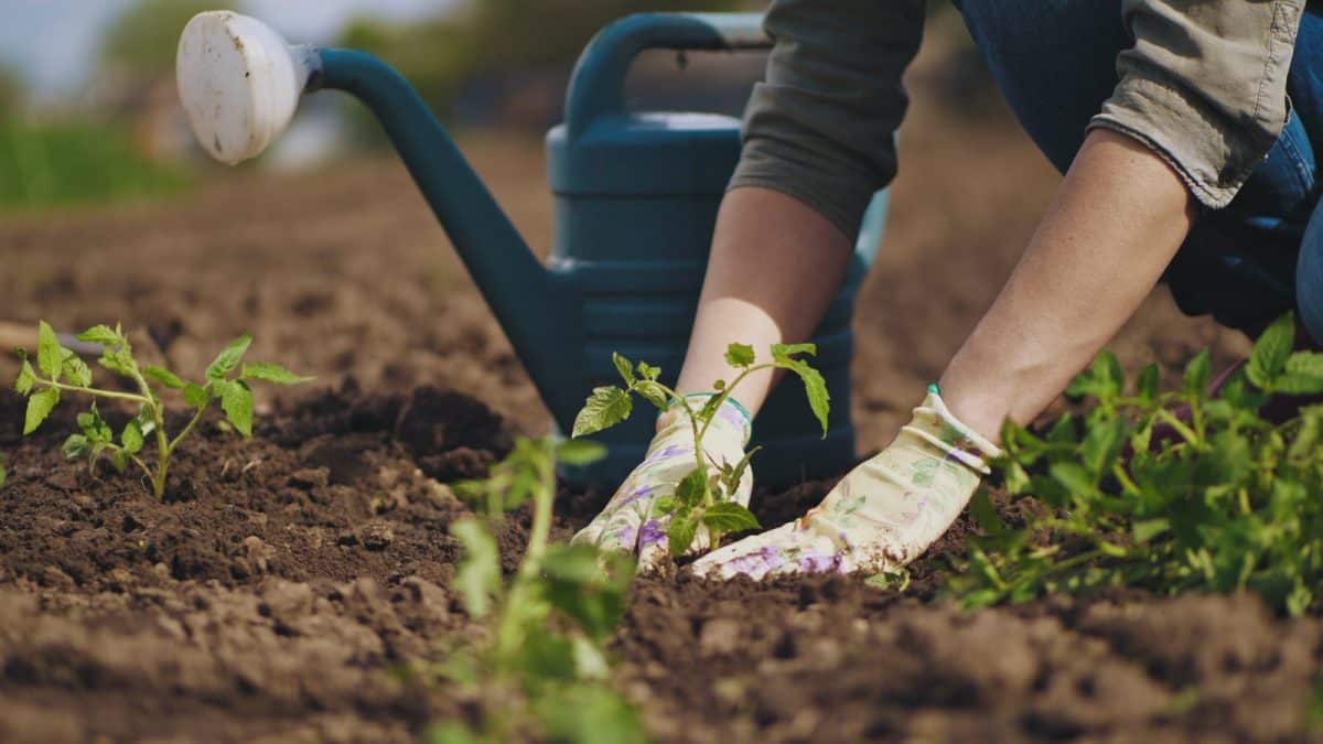 Réduire le stress pendant le jardinage