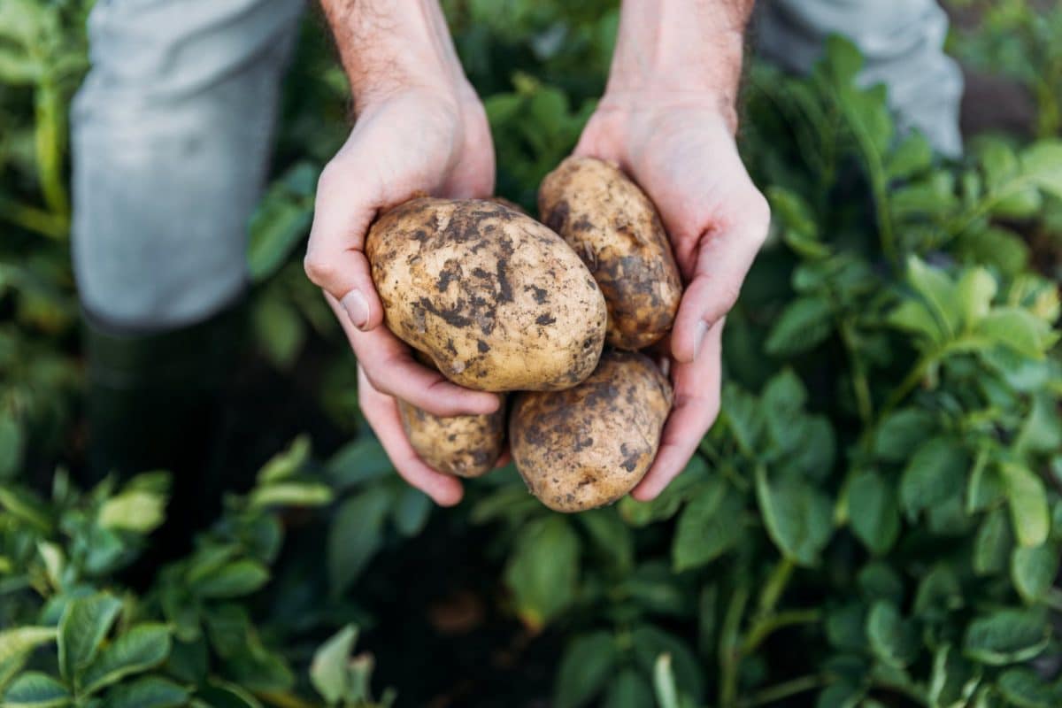 fertilisation des plants de pommes de terre 