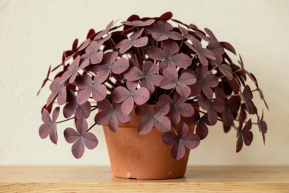 Oxalis triangularis aux feuilles violettes en pot de terre cuite sur une étagère en bois clair dans un intérieur lumineux