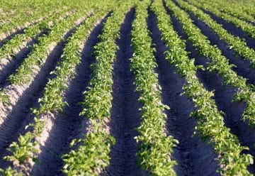fertilisation des plants de pommes de terre