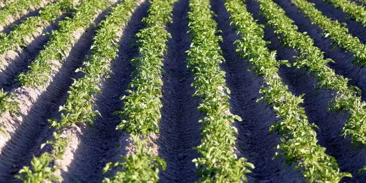 fertilisation des plants de pommes de terre