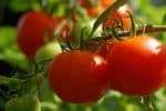 Pourquoi consulter un blog spécialisé dans le jardinage naturel ?