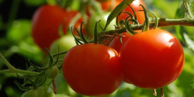 Pourquoi consulter un blog spécialisé dans le jardinage naturel ?