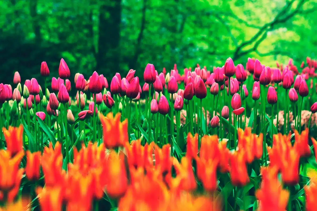 fleurs saison
