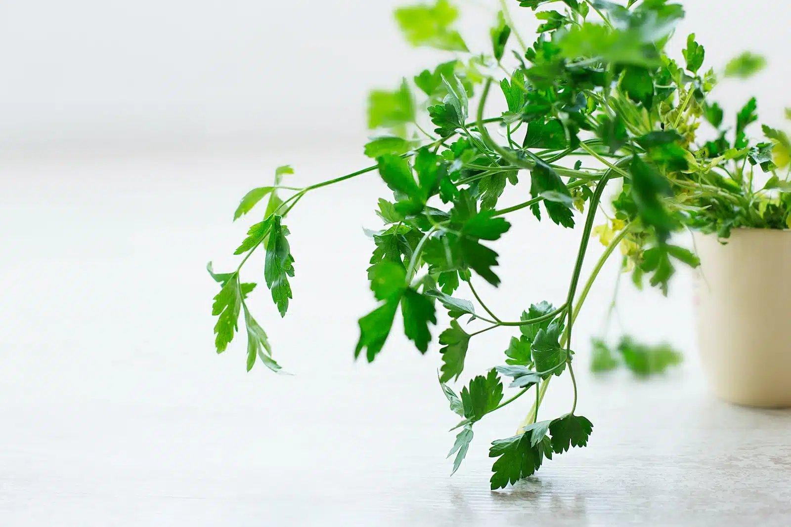 Quelles plantes aromatiques mettre dans son carré potager ? 