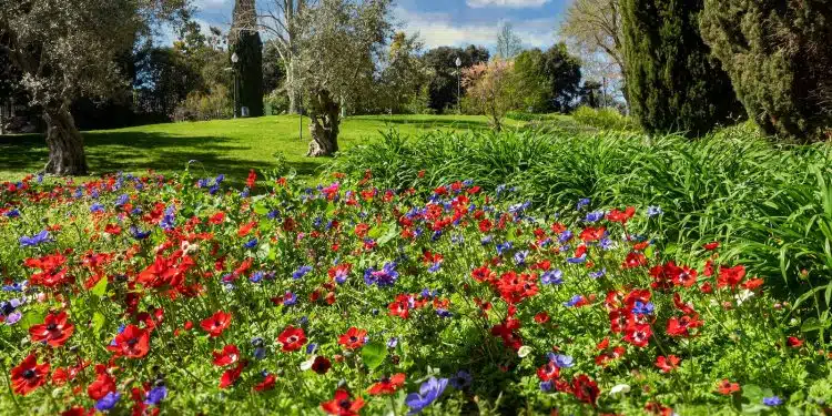 red and purple flower field near green grass field during daytime